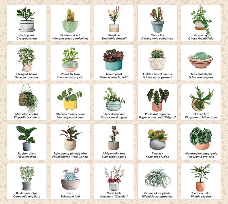 Plant Bingo – Smith Street Books